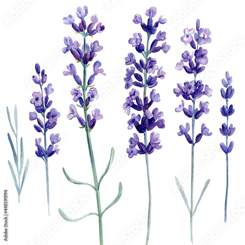 Lavender on isolated white background  watercolor illustration
