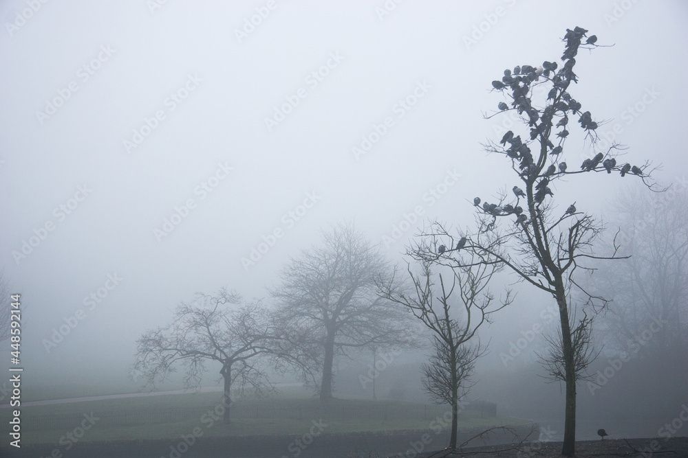 Fototapeta premium English park in the fog and mist, gloomy and broody mood, contemplate and melancholy, goth feel.