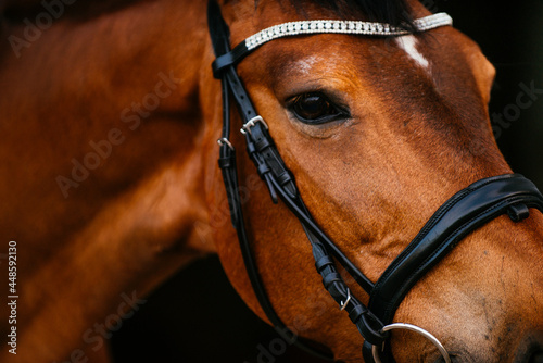 Braunes Pferd mit schwarzem Zaumzeug aus Leder vor schwarzem Hintergrund im Fotostudio