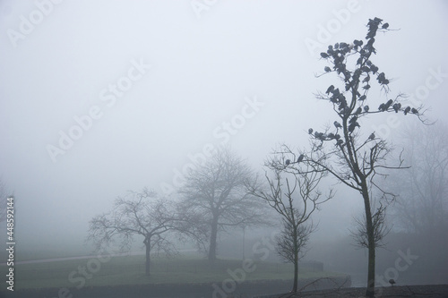 English park in the fog and mist, gloomy and broody mood, contemplate and melancholy, goth feel.