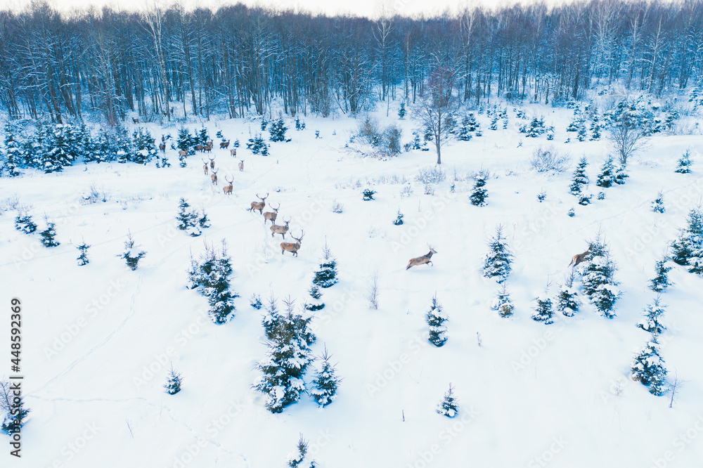 Family of noble deer in a snowy winter forest . Christmas fantasy image in blue and white color. . Snowing. Winter wonderland.