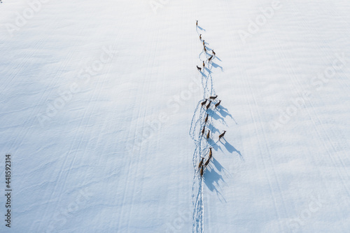 Deer walk through a snowy field in a protected forest. Free and proud deer. High angle photo
