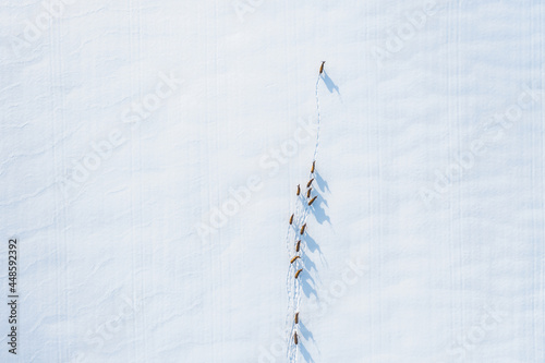 Deers photos made from drone in the largest forest area in Belarus