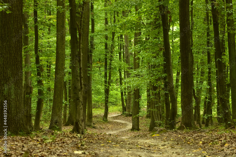 Fototapeta premium Landscape with a forest road on a cloudy day.