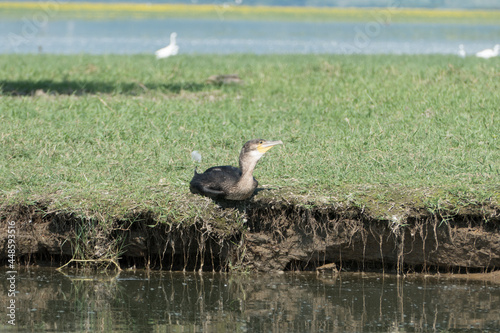 Greece, Lake Kerkini,.great cormorant resting on the grass