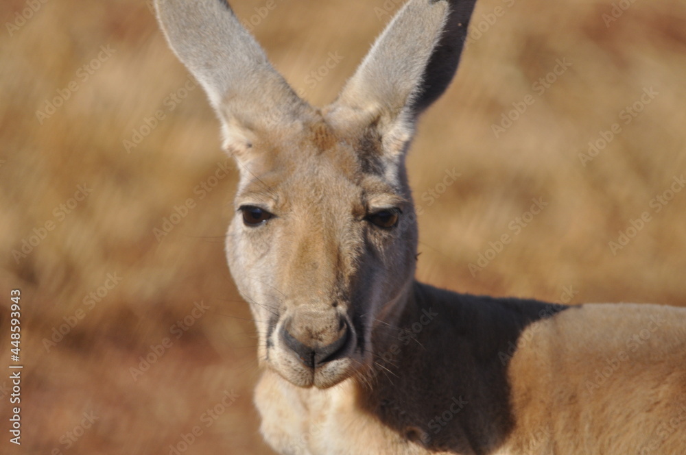 The iconic red kangaroo