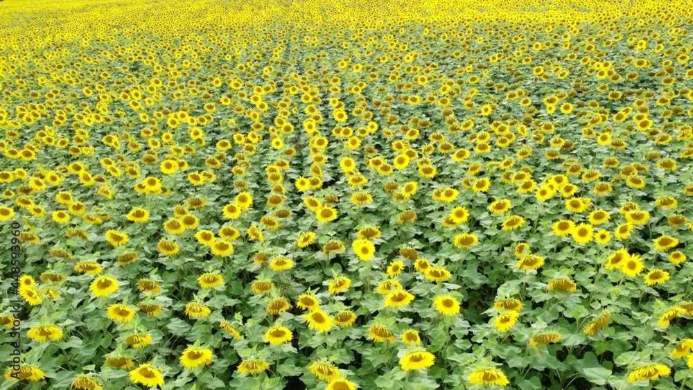 Drohnenaufnahme von blühendem Sonnenblumenfeld Drohnenaufnahme von blühendem Sonnenblumenfeld