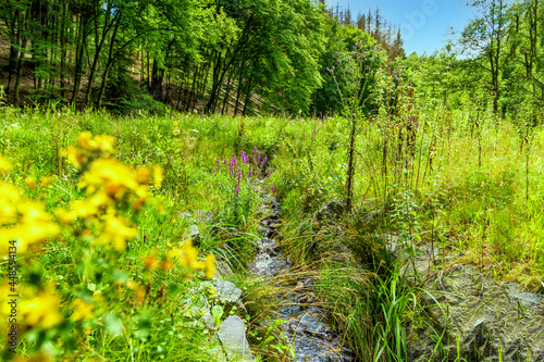 Im Wiesental des oberen Grenzbaches im Westerwald photo