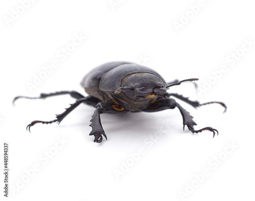 Black stag beetle. © voren1