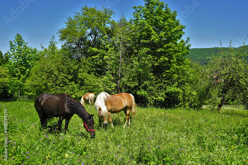 Pferde auf der Weide, Schwäbische Alb, Deutschland