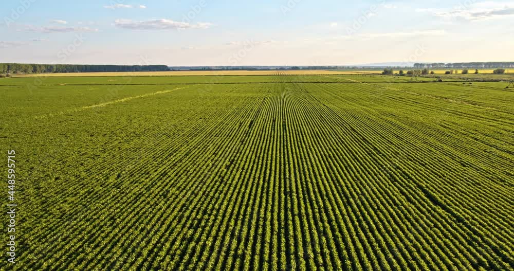 Aerial shot of soy plantation in summer