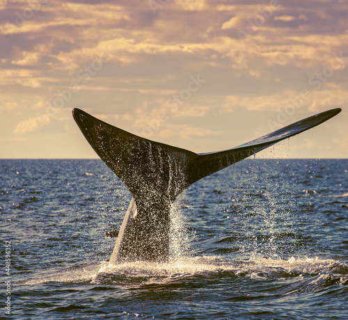 Sohutern right whale tail  endangered species  Patagonia Argentina