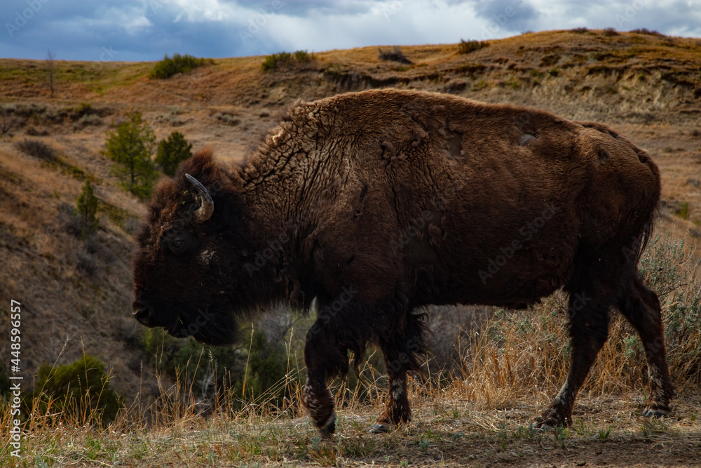 Buffalo at Theodore Roosevelt National Park in North Dakota
