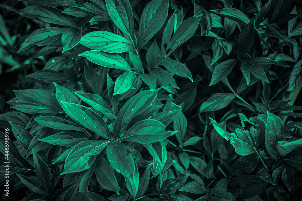 texture of green plant stems in the garden texture of green plant stems in the garden