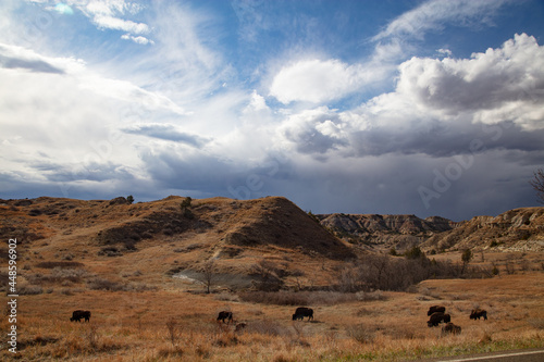 Buffalo at Theodore Roosevelt National Park in North Dakota 