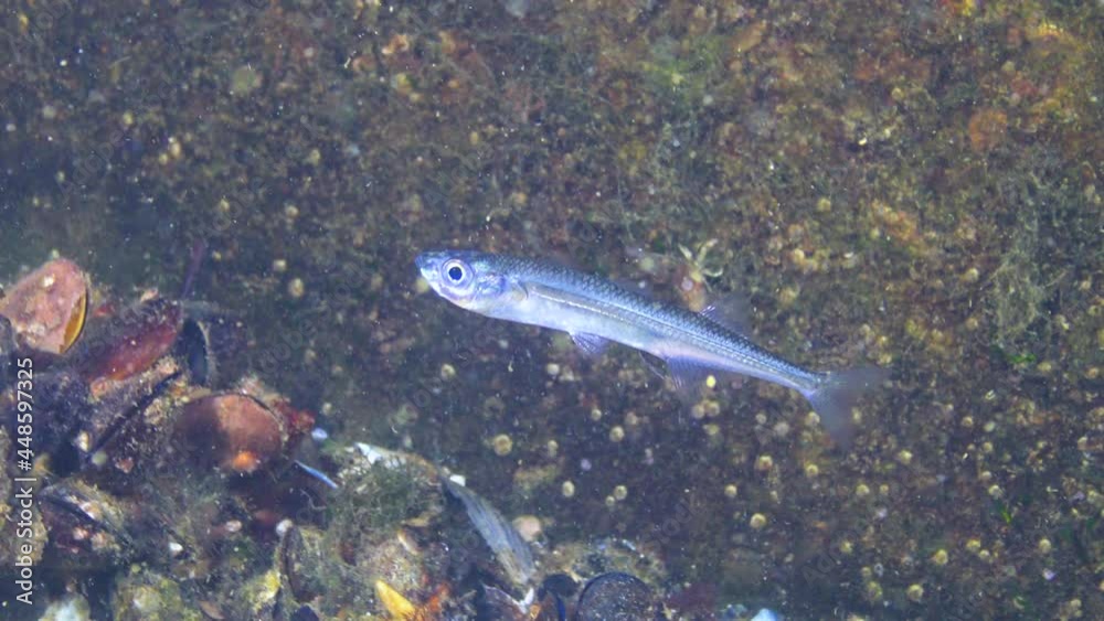 Fish of the Black Sea. Black Sea big-scale sand smelt (Atherina pontica) Fish of the Black Sea. Black Sea big-scale sand smelt (Atherina pontica)