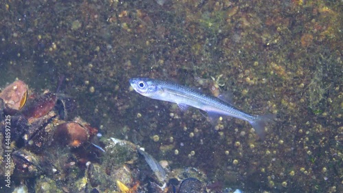 Fish of the Black Sea. Black Sea big-scale sand smelt (Atherina pontica) photo