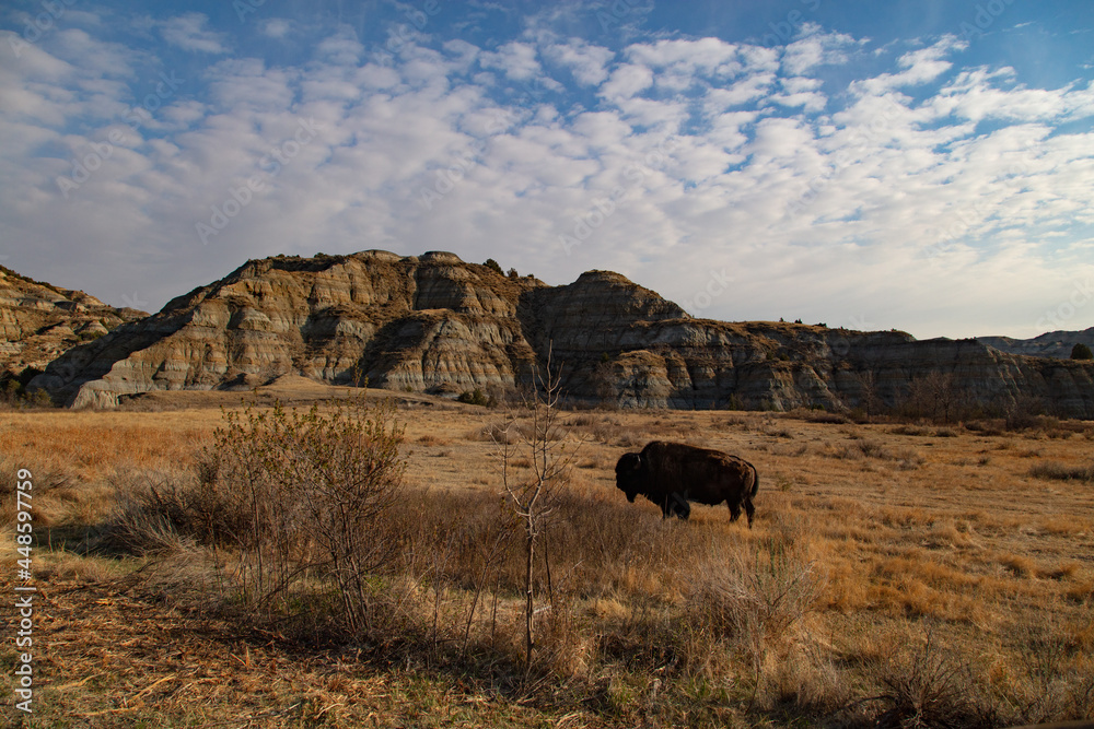 Obraz premium Buffalo at Theodore Roosevelt National Park in North Dakota 