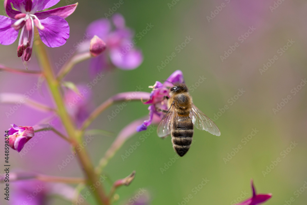 The bee works on the Fireweed flower (Chamaenerion angostifolium). Flowers of Fireweed, Chamaenerion angostifolium on a sunny summer day. The bee works on the Fireweed flower (Chamaenerion angostifolium). Flowers of Fireweed, Chamaenerion angostifolium on a sunny summer day.