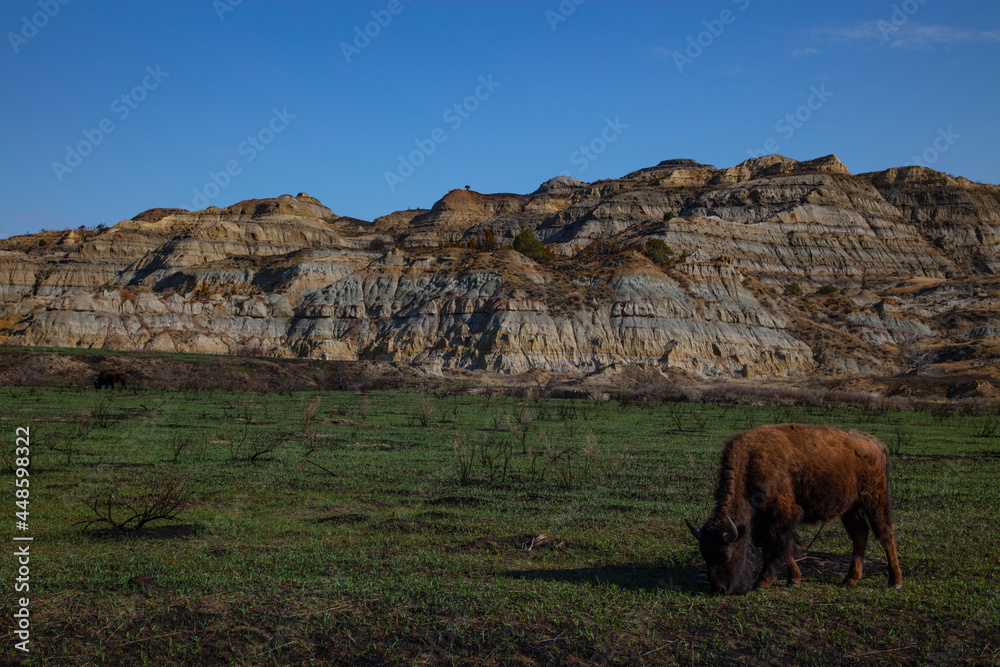 Buffalo at Theodore Roosevelt National Park in North Dakota
Buffalo at Theodore Roosevelt National Park in North Dakota
