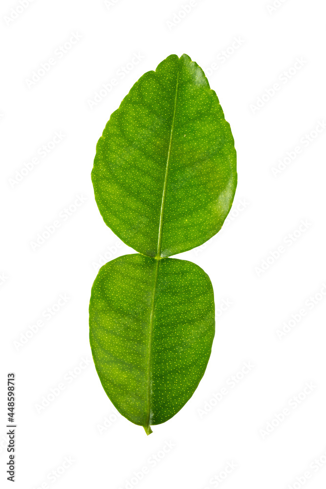 Obraz premium bergamot leaf isolated on white background.