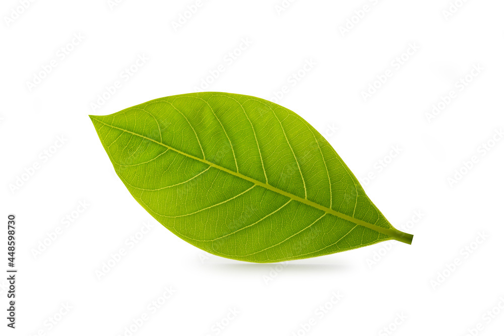Obraz premium jackfruit Leaf isolated on white background