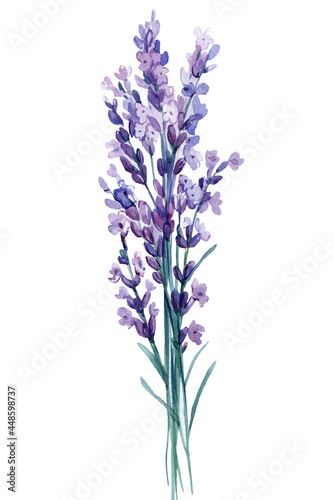Bouquet of lavender flowers  watercolor illustration  isolated white background