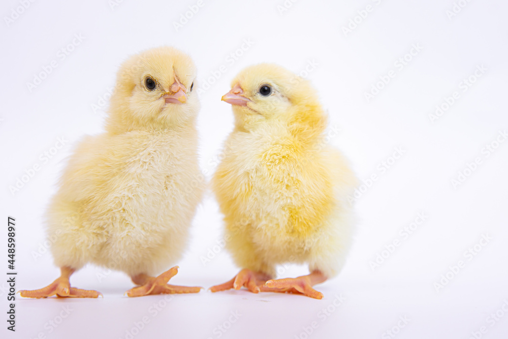 chick  isolated on white background, growth concept.