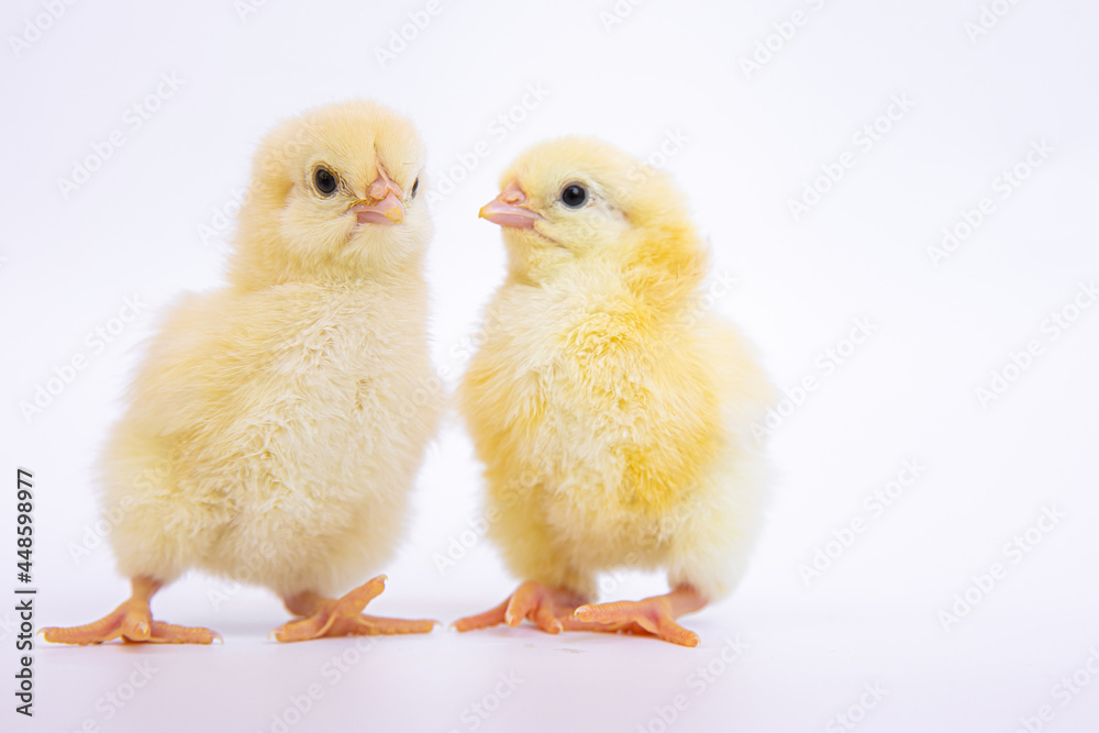 chick isolated on white background, growth concept. chick isolated on white background, growth concept.