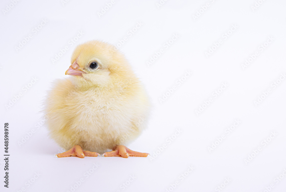 Fototapeta premium chick isolated on white background, growth concept.