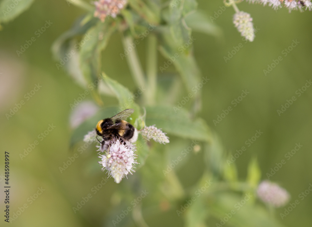 bee collects honey from a flower bee collects honey from a flower