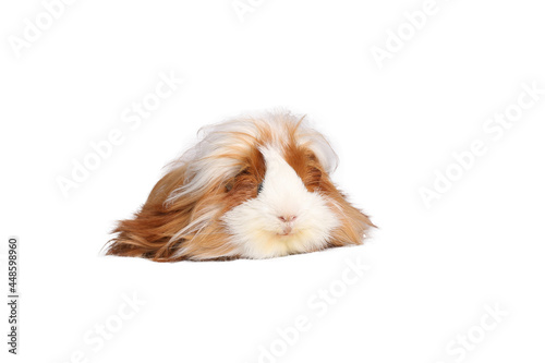 Beautiful Guinea pig in front of a white background