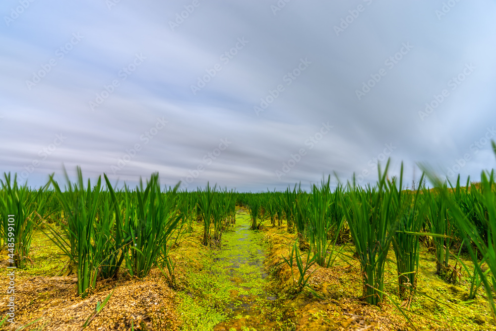 Rice field with growing plants long exposure