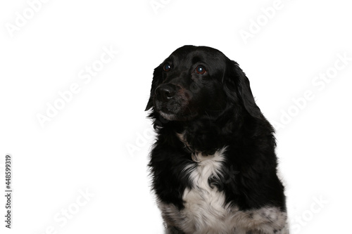 Fototapeta Naklejka Na Ścianę i Meble -  Beautiful dog in front of a white background