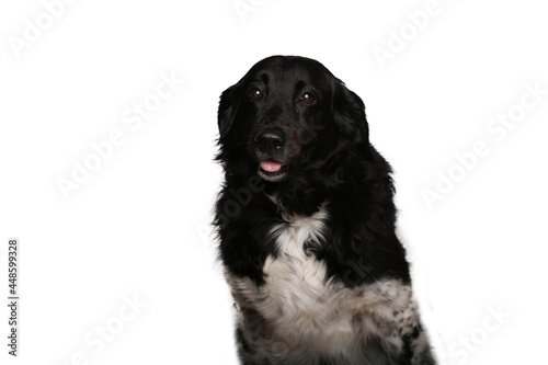 Beautiful dog in front of a white background © Djomas