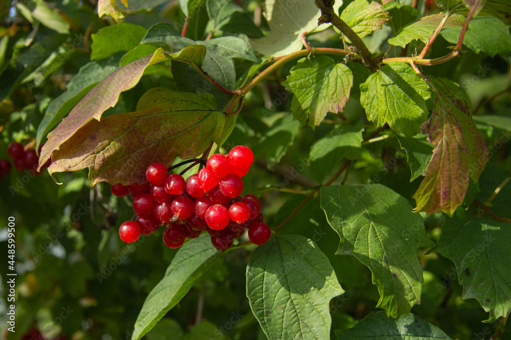 bright red viburnum berries on a branch of the bush in autumn