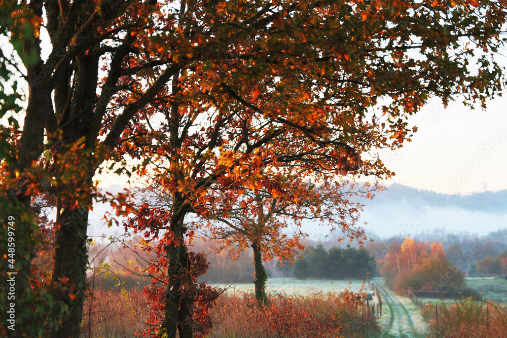 Naklejka premium promenade d'automne