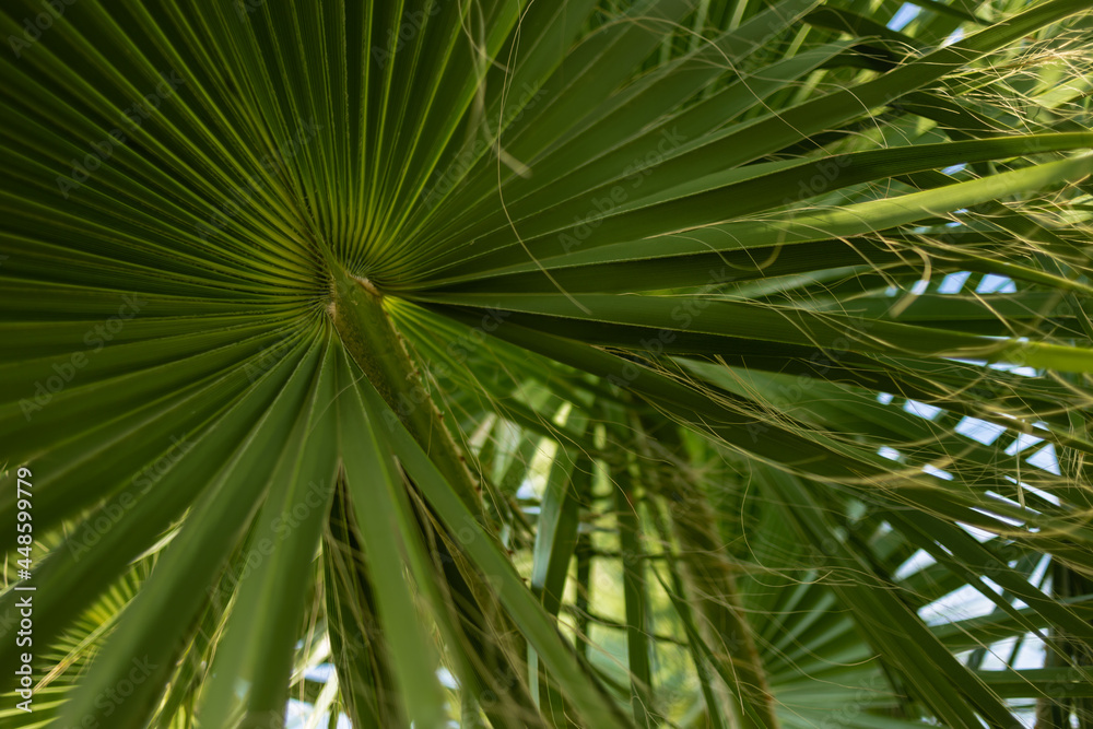 Fototapeta premium Tropical palm leaves, floral pattern background, real photo