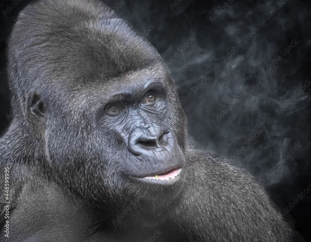 Fototapeta premium gorilla portrait with a smoke black background