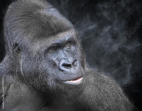 gorilla portrait with a smoke black background