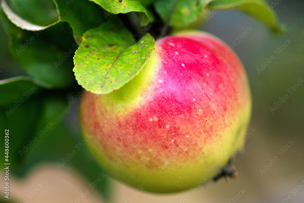 a red apple is hanging on a tree a red apple is hanging on a tree