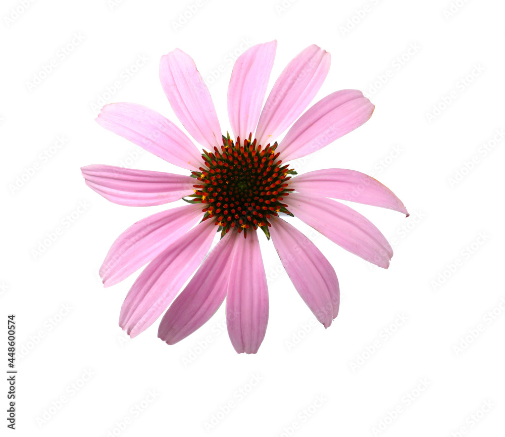 Beautiful blooming echinacea flower isolated on white