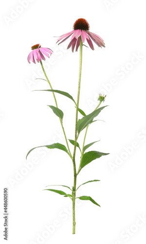 Canvas-taulu Beautiful blooming echinacea plant on white background