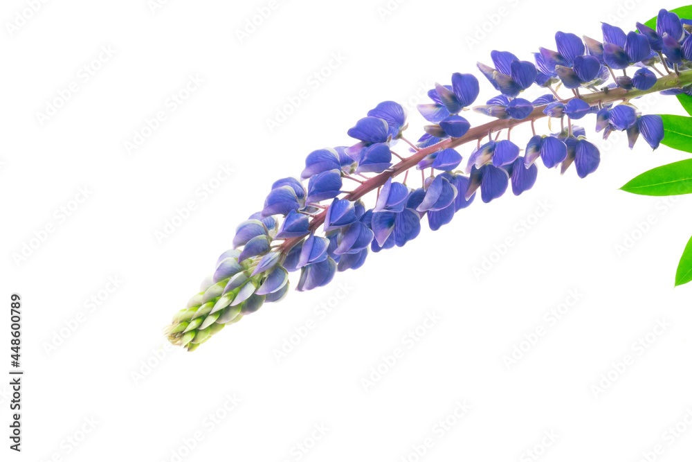 blue lupine on a white isolated background