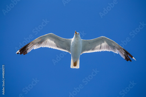 Seagull flying on blue sky background, closeup