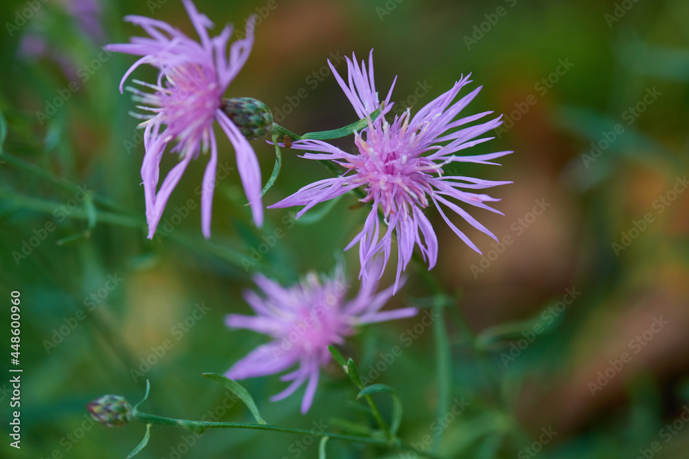 Obraz premium Wiesen-Flockenblume (Centaurea jacea)