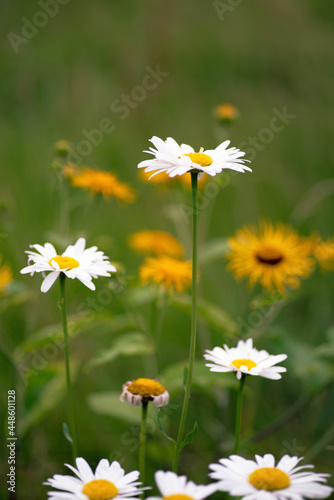 white daisies in the garden © Firefly