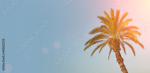 Tropical palm tree on the background of a clear blue sky. Summer  vacation  tropics concept