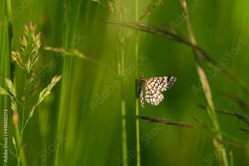 
Gitterspanner in der Abendsonne photo