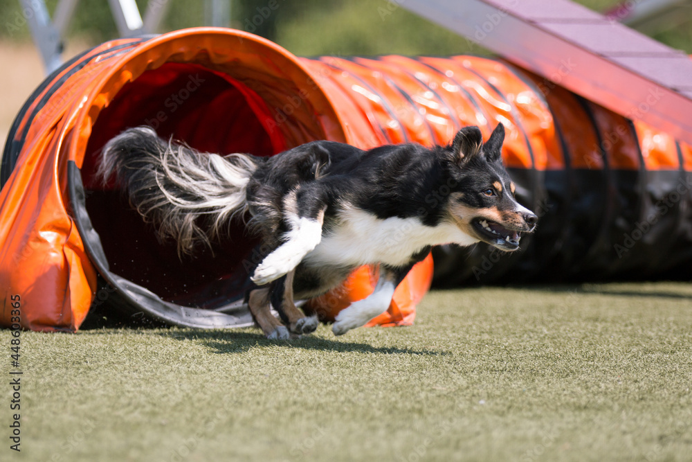 Foto de Fast extended tricolor and white border-collie dog running full ...